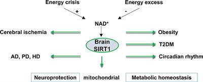 Brain SIRT1 Mediates Metabolic Homeostasis and Neuroprotection